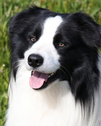 Bordercollie per accoppiamento