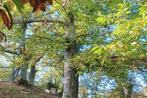 Terreno con alberi da frutto di castagne