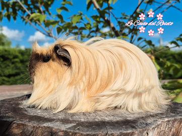 Cavia coronet california
