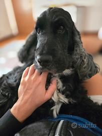 Cocker spaniel inglese in adozione