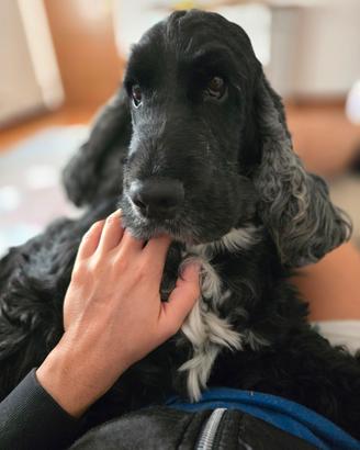 Cocker spaniel inglese in adozione