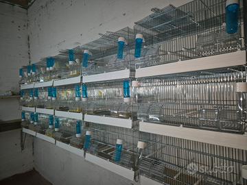 gabbie per uccelli da 55