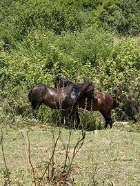 Cavallini della giara