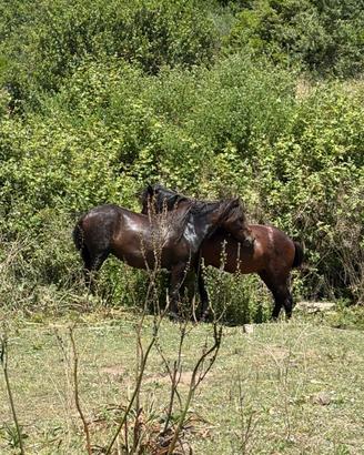 Cavallini della giara