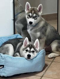 Cuccioli Siberian Husky