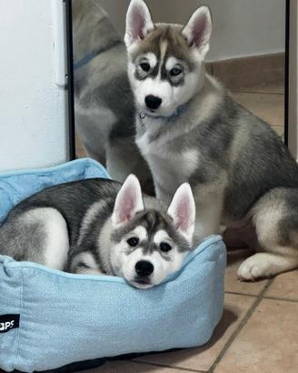 Cuccioli Siberian Husky