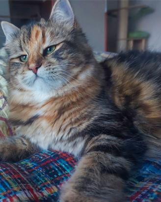 Gatto Siberiano in rehoming