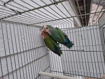 Inseparabili agapornis roseicollis