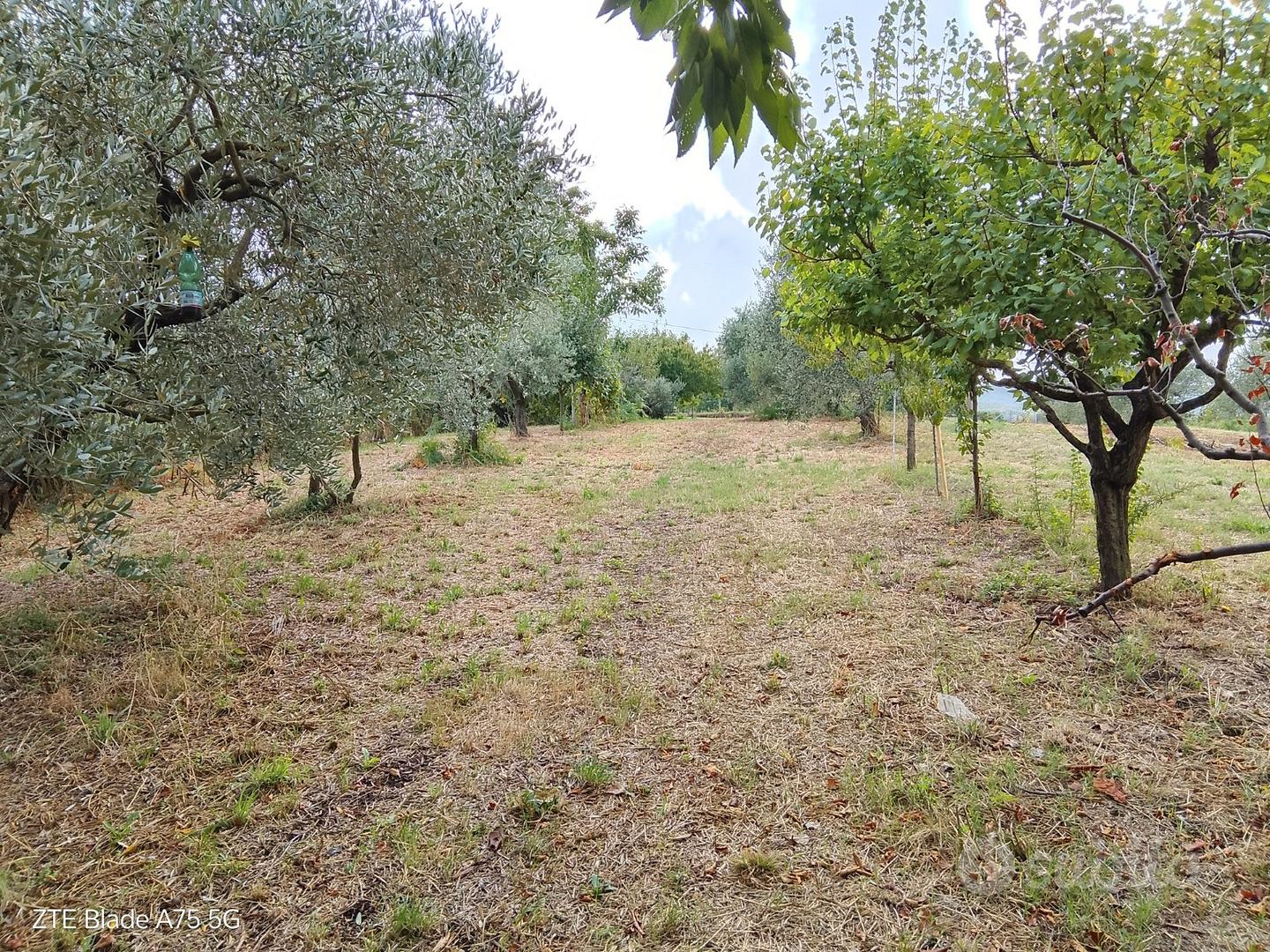 Terreno agricolo - Vista 2
