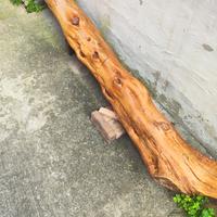 tronco zinnibiri (ginepro)già lavorato