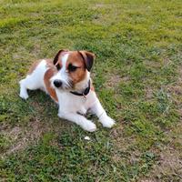 Jack Russell maschio per accoppiamento