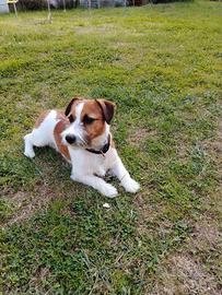 Jack Russell maschio per accoppiamento