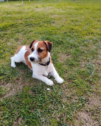 Jack Russell maschio per accoppiamento