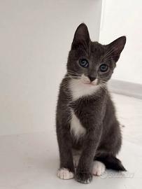 Gattino 3 mesi