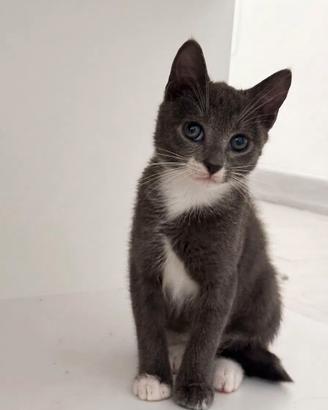 Gattino 3 mesi