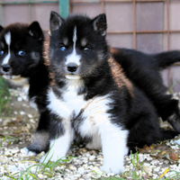 Cucciola di Siberian Husky