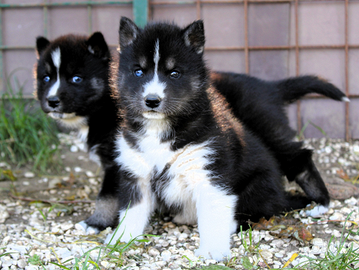 Cucciola di Siberian Husky