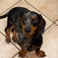 Bassotto allerchino nano