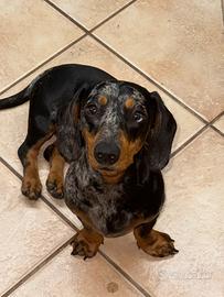 Bassotto allerchino nano