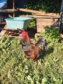 Gallo Barnevelder