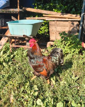 Gallo Barnevelder