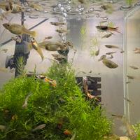 Black bar disponibili