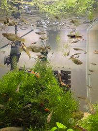 Black bar disponibili