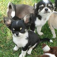Chihuahua femmina pedigree