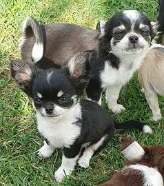 Chihuahua femmina pedigree