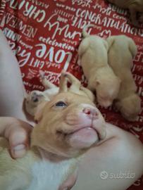 Cuccioli di pitbull-amstaff
