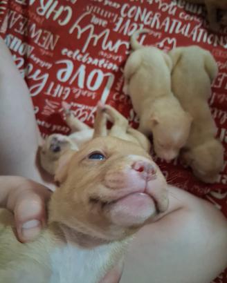 Cuccioli di pitbull-amstaff