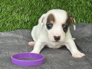 Jack Russell