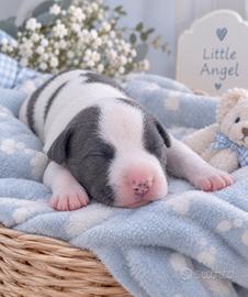 Amstaff cuccioli blu