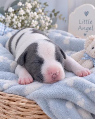 Amstaff cuccioli blu
