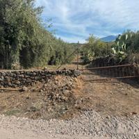 Uliveto alberi pluridecennali