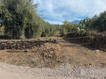 Uliveto alberi pluridecennali