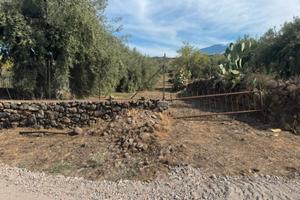 Uliveto alberi pluridecennali