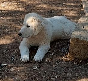 Cucciolo pastore abruzzese 