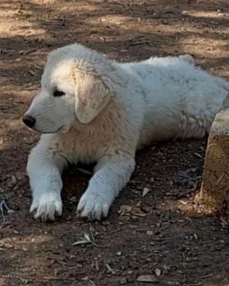Cucciolo pastore abruzzese 