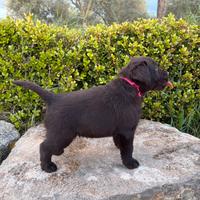 Labrador retriever Chocolate