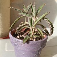 regali di natale piante