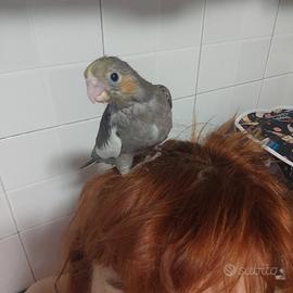 Uccelli