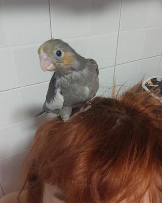 Uccelli