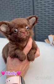 Chihuahua pelo lungo femmina cioccolato