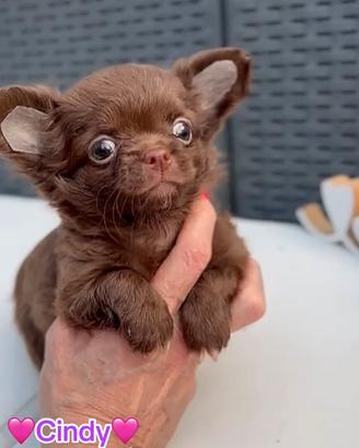 Chihuahua pelo lungo femmina cioccolato