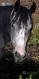 Puledro