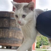 Gatto bianco