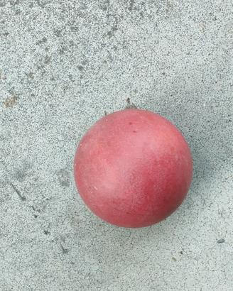 bocce