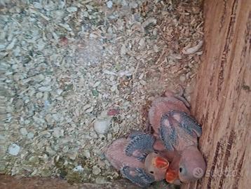 Parrocchetti dal collare