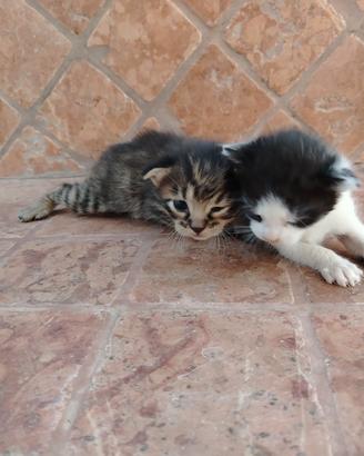 Cucciolo gattino età un mese vaccinazioni nessuna